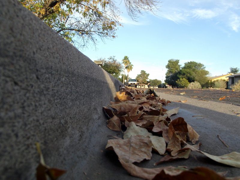 leaf, outdoors, surface level, plant part, close-up, Brown, nature, autumn, tranquility, no people, dry, the way forward, change, road, Fall, falling, plant