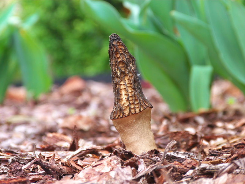 animal themes, focus on foreground, no people, growth, 4K, brown, leaves, collect, one animal, land, animals in the wild, protected, at the court of, leaf