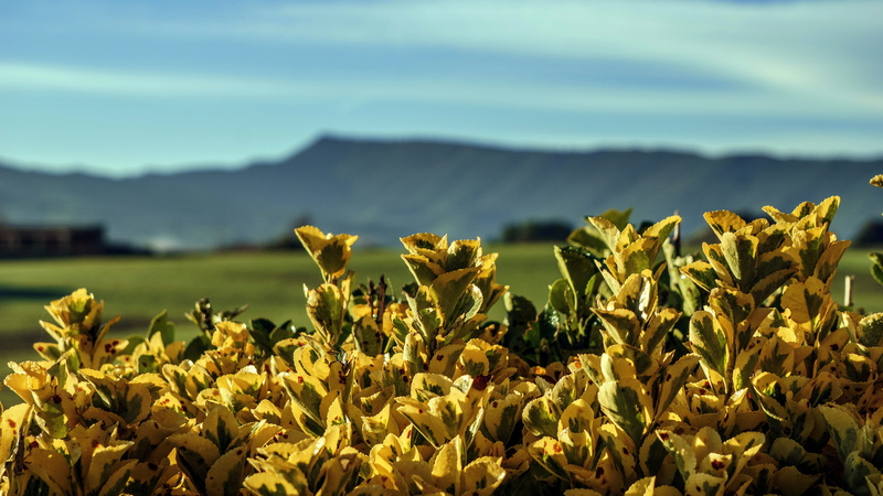 agriculture, sun, flower, leaf litter, landscape, flower head, freshness, 5K, scenics - nature, sky, plant, beauty in nature, plantation, outdoors, scene