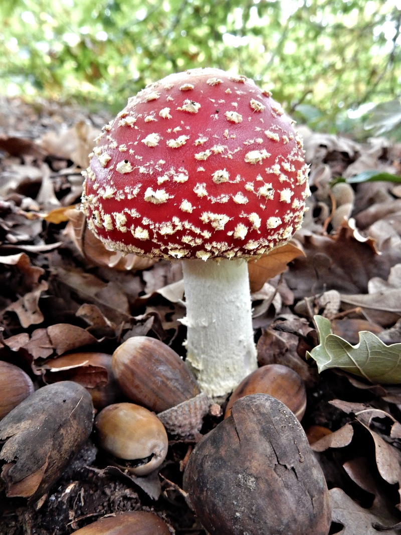 red, leaf, fly agaric, colorful, field, food, cap, vegetable, fungus, biology, outdoors, poisonous, focus on foreground, toadstool, no people, plant part