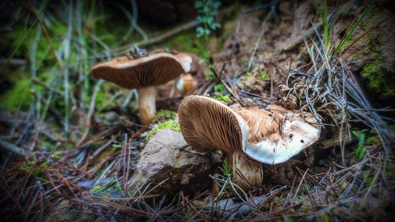 season, food, laminar, spotting, plant, outdoors, field, animal themes, vegetable, land, growth, autumn, hat, nature, grass, no people, forest, fungus