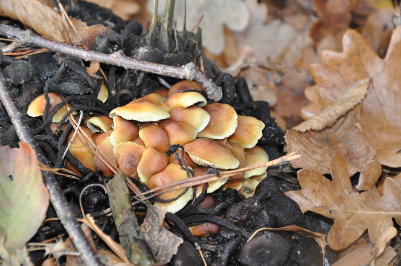 dry, food, growth, season, nature, organic, autumn, field, food and drink, day, plant part, land, litter, forest, mushroom, close-up, leaf, mushrooms, toadstool