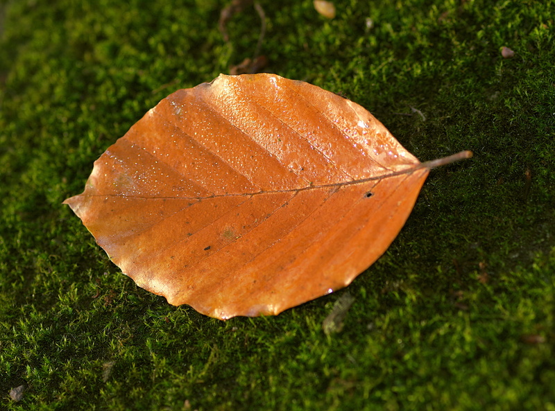 moss, orange, yellow, day, close-up, plant part, moss forest, single, change, green, fragility, beauty in nature, natural condition, 4K, focus on foreground