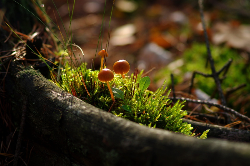 food, moss, leaf, forest, poisonous, vegetable, growth, tree, outdoors, autumn, mushroom, fleece, day, focus on foreground, freshness, close-up, litter