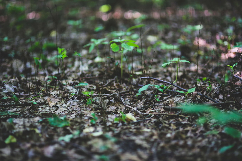ball shaped, litter, freshness, garden, sprout, day, soil, green color, outdoors, yound, leaves, seedling, plant, land, growth, season, dirt, vulnerability
