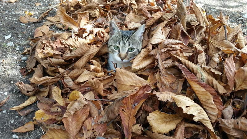 looking at camera, 5K, ground, dry leaves, day, vertebrate, hiding, whisker, cat, plant part, one animal, outdoors, no people, daytime, high angle view