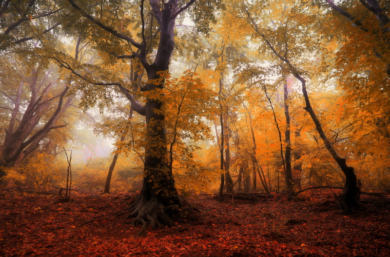 vanishing, 2K, forest, land, tree, mystical, nature, tree trunk, litter, autumn collection, light, tranquility, brown, tranquil scene, fall, growth, the fog