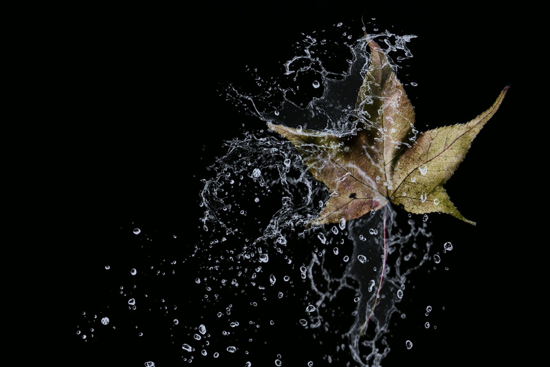 splashing, high-speed photography, purity, animal, no people, waters, leaf, one animal, copy space, take it easy, leaf litter, animal wildlife, motion