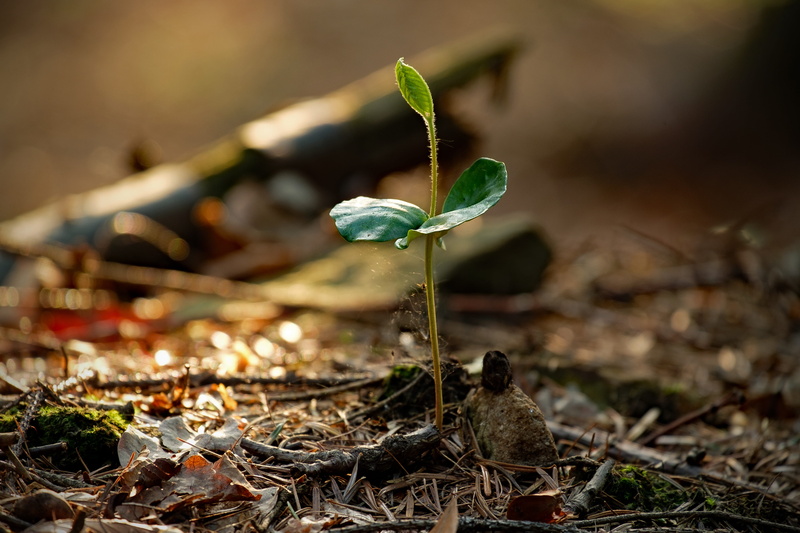 forest, field, focus, leafed, land, macro, new life, focus on foreground, green, no people, at the court of, close-up, nature, growth, beauty in nature
