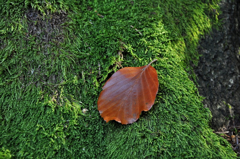 green, moss forest, dry leaf, field, orange color, land, beauty in nature, litter, high angle view, plant part, tree, growth, plant, nature, moss, grass