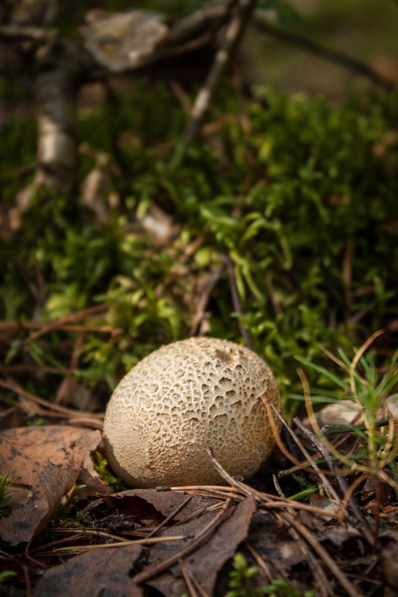food, growth, autumn, mushrooms, vegetable, focus on foreground, litter, selective focus, dogs, day, food and drink, toadstool, close-up, fungus, bronze