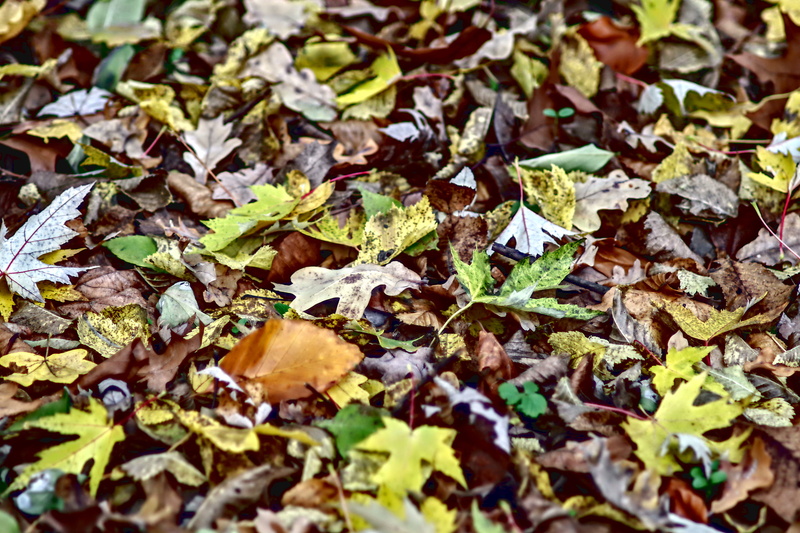 clear, nature, natural condition, selective focus, red, plant part, large group of objects, dry, field, surface level, brown, leaf, forest, autumn, land