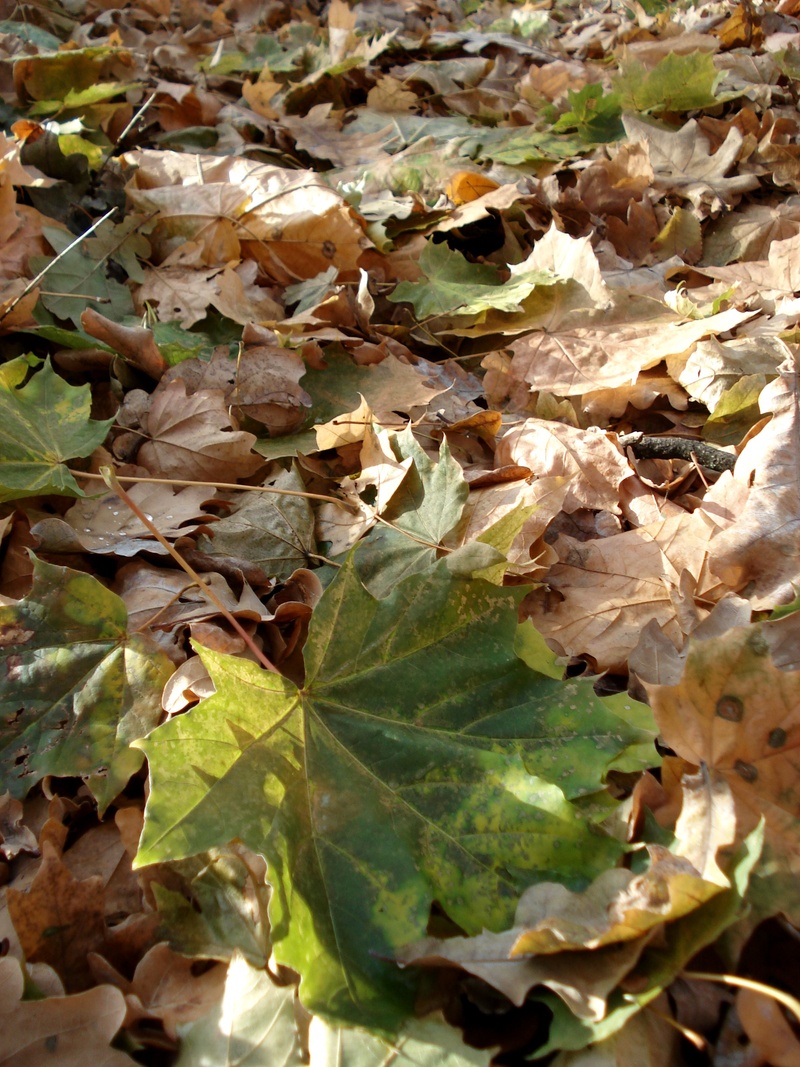 abundance, dry, october, nature, land, natural, dried, texture, falling, leaf, maple leaf, natural condition, high angle view, autumn leaves, outdoors