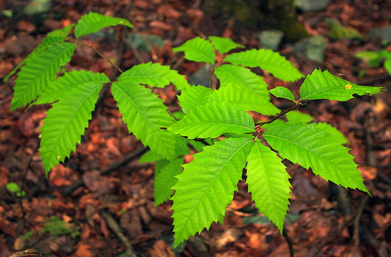 tree, creative commons, Trail, focus, spring, deciduous, nature, autumn, shallow focus, understory, trees, leaves, hiking, Delaware State Forest, Castanea dentata