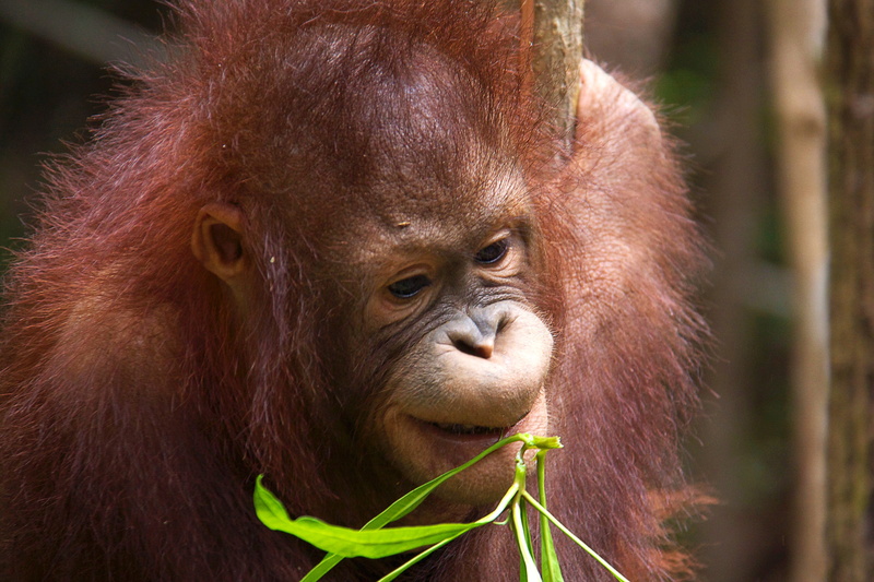 Wild, hairy, orangutan, 4K, portrait, animal head, Borneo, one animal, forest, endangered, vertebrate, red, outdoors, animal, day, monkey, Primate, close-up