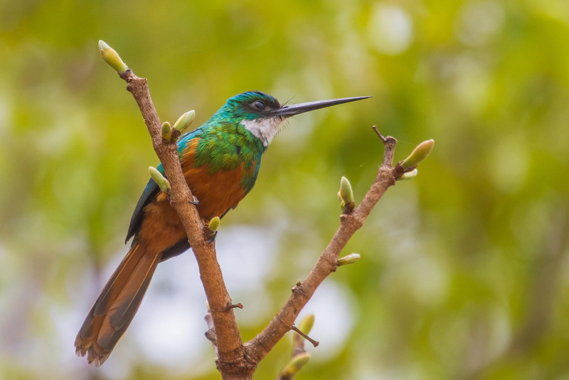one animal, animal wildlife, stick - plant part, nature, bird, day, no people, beak, perching, vertebrate, beauty in nature, tropical rainforest, animal