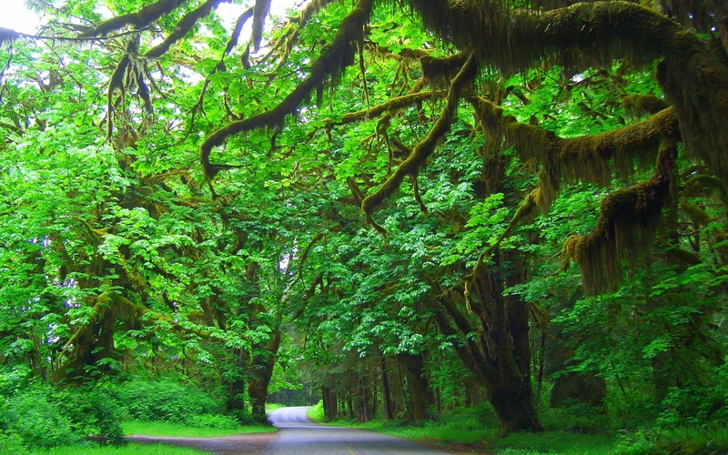 tranquility, tree trunk, tree, land, outdoors, plant, forest, leafed, lush foliage, green, road, growth, scenics - nature, beauty in nature, day, rainforest