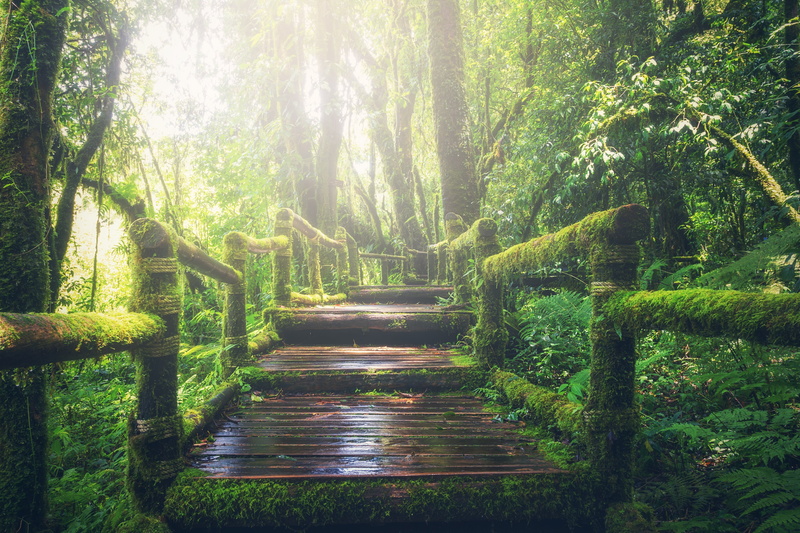 landscape, 5K, green, no people, moss, direction, the way forward, forest, plant, day, outdoors, wood, tree, tranquil scene, growth, tree trunk, scenics - nature