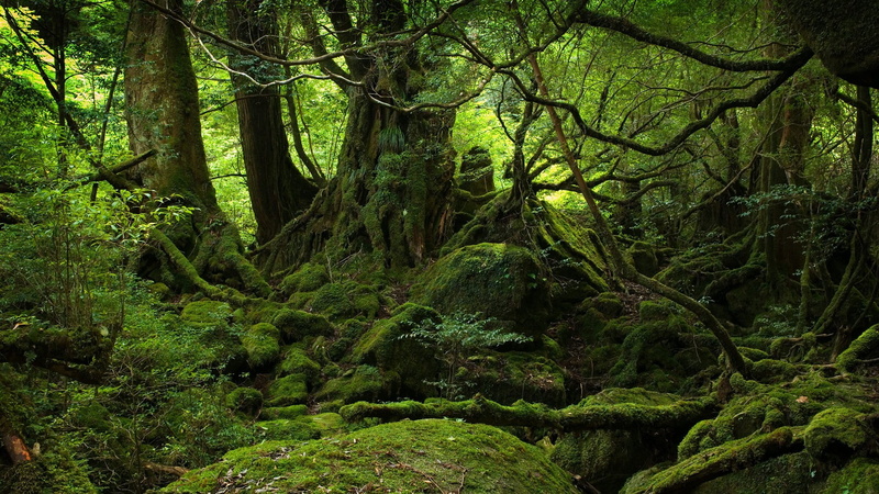 trees, branch, moss, tree trunk, trunk, lush foliage, tranquil scene, woodland, landscape, tree, tranquility, land, non-urban scene, outdoors, beauty in nature