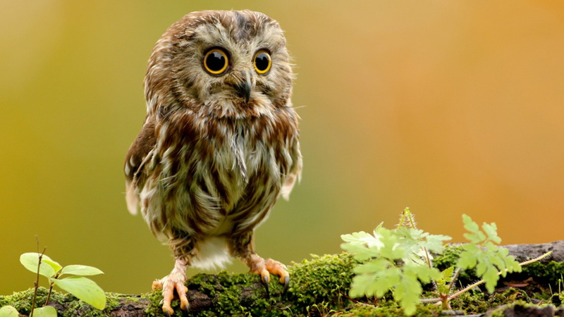 moss, owl, animals, 1080P, birds