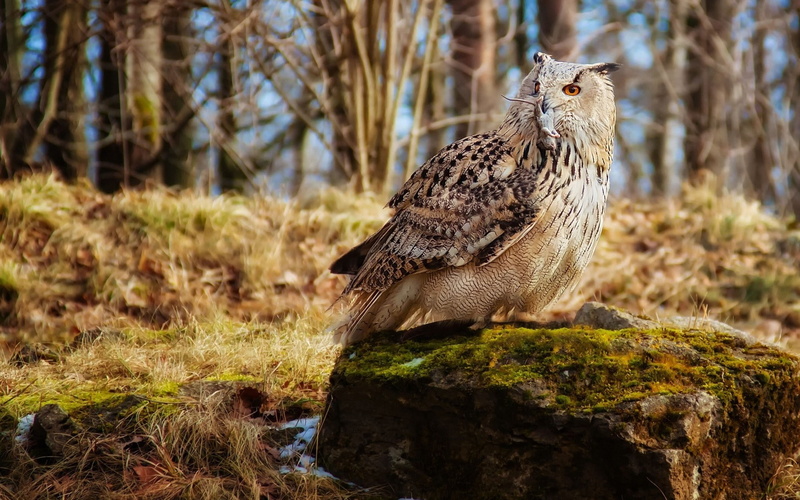 tree, animal themes, rock, land, animals in the wild, no people, bird of prey, mice, animal wildlife, moss, animals, perching, animal, rock - object, nature