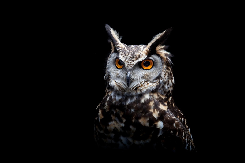 owl, 1080P, dark, birds, animals