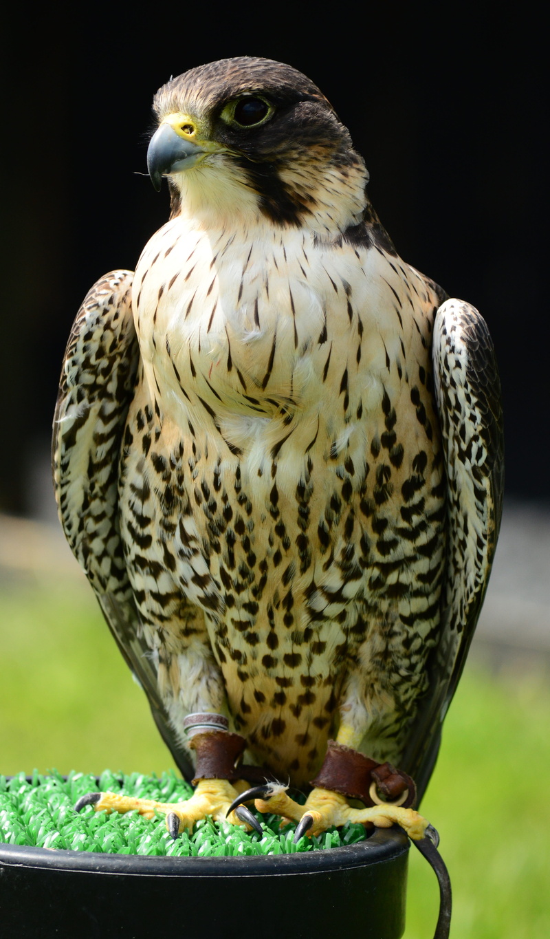 portrait, no people, bird, plumage, feather, nature, looking away, animal, animals in the wild, looking, day, avian, falconry, focus on foreground, 5K