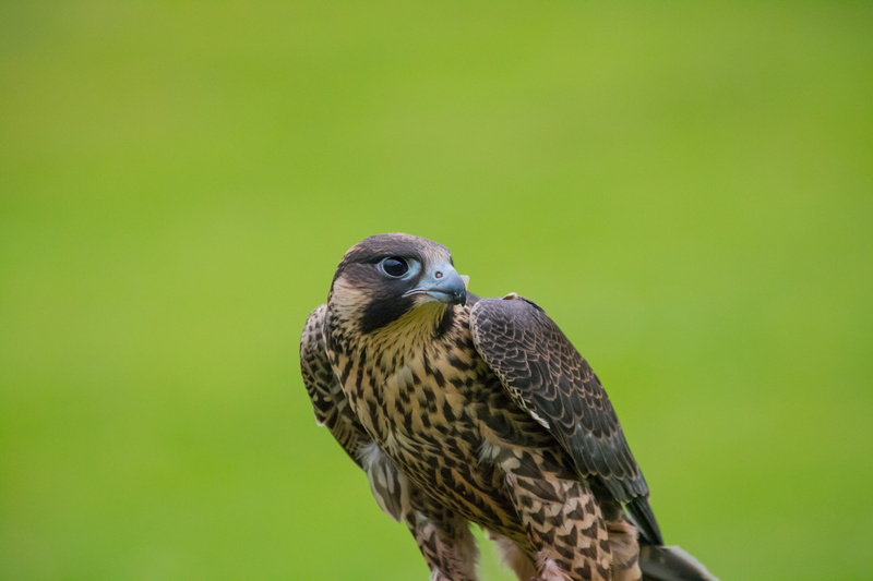 bird, bird of Prey, falco cherrug, animals Hunting, feather, close, close-up, hawk - Bird, f/4, brown falcon, carnivore, iso_speed, falco biarmicus, mm