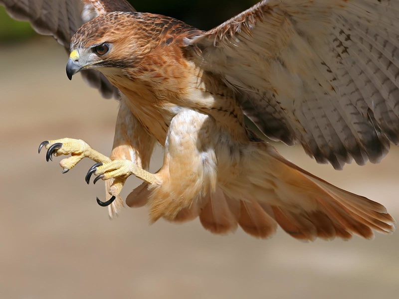 animal Eye, animals Hunting, Birds, bird Watching, animals In The Wild, falcon - Bird, animal themes, Wildlife, flying, animal wildlife, vertebrate, close-up