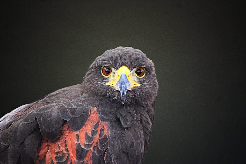 animal body part, birds of prey, people, running, black background, falconry, animal world, one animal, eagle, portrait, animal, aguila, hawk - bird, red