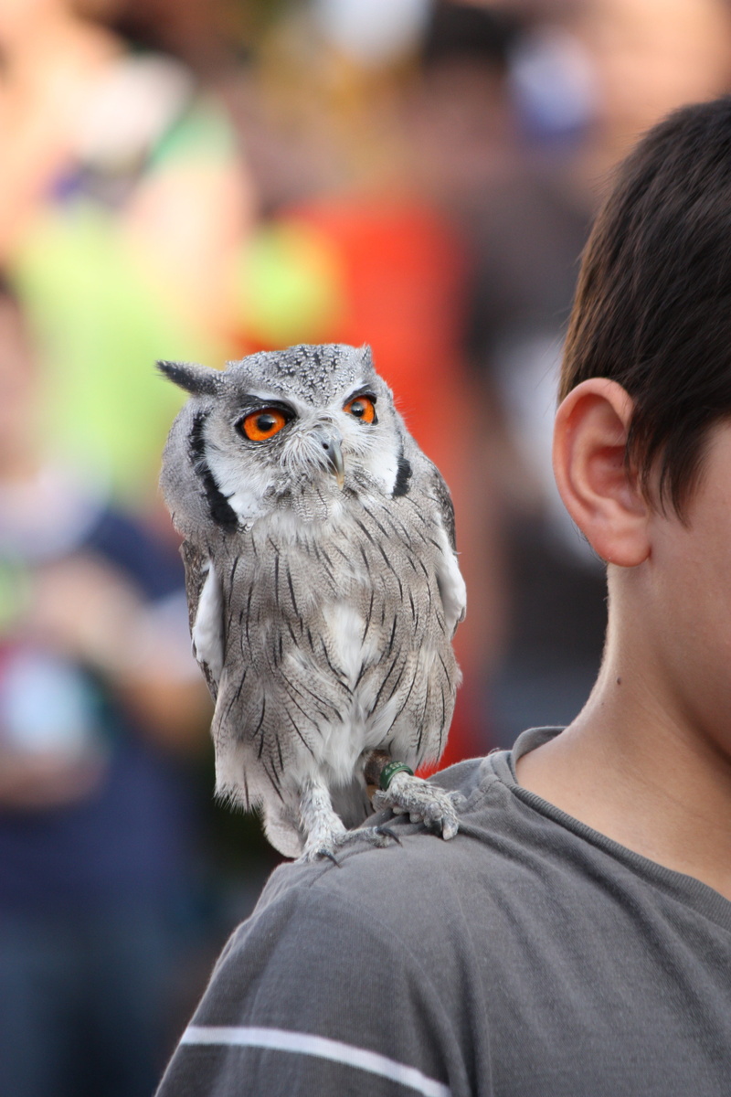 rear view, vertebrate, birds, feathers, shoulder, close-up, zoo, buho, focus on foreground, child, day, birds of prey, plumage, nature, looking, animal wildlife