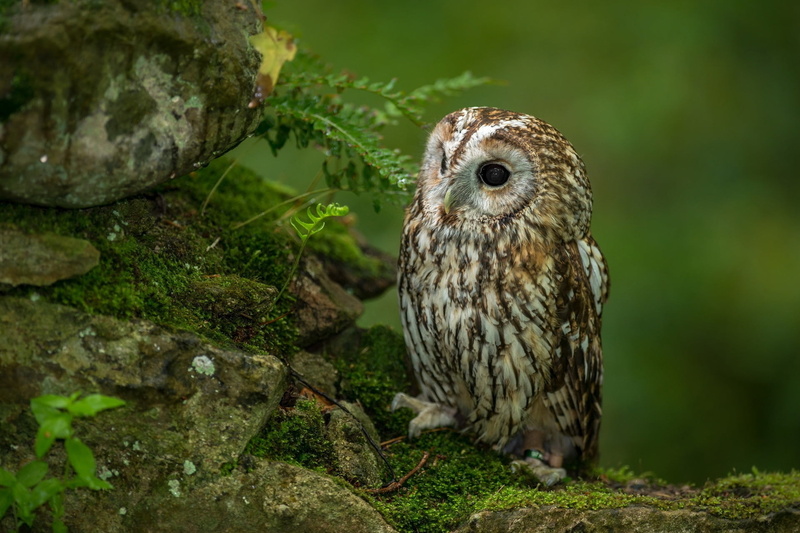 day, looking, brown, carnivore, rock, no people, staring, animal themes, focus on foreground, wildlife, moss, bird, animal Eye, white, bird of Prey, falconry