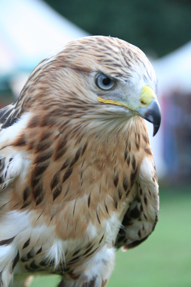 hawk - bird, falconry, looking, close-up, raptor, beak, animals in the wild, animal themes, animal, bird, animal eye, outdoors, adler, animal head, owl