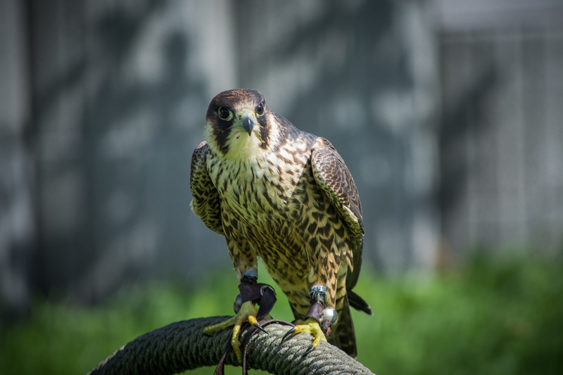 wood - material, falcon, vertebrate, animals in the wild, bird, falconry, 5K, raptor, animal wildlife, bird of prey, wildlife photography, focus on foreground