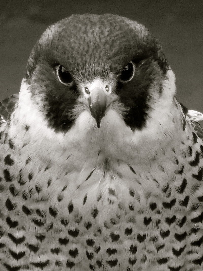 perched, bird of prey, wildlife, grayscale, animal themes, peregrine, fast, falcon, falcon - bird, animal eye, 2K, animals in the wild, one animal, focus on foreground