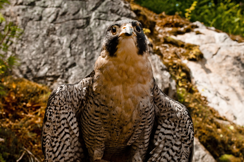 outdoors, focus on foreground, rock, 4K, falconry, Falcon, animal themes, perched, animal wildlife, looking away, bird of prey, mammal, Raptor, one animal