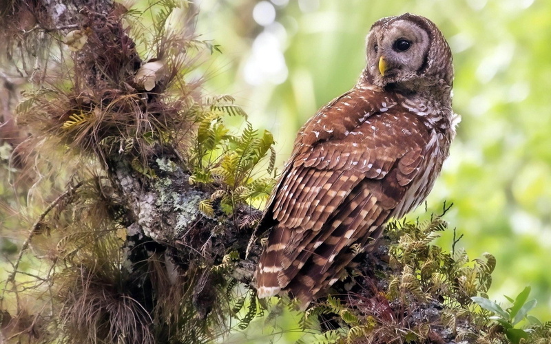 predator, nature, beauty In Nature, brown, falcon - Bird, feather, outdoors, growth, beak, day, talon, no people, grass, owl, bird, eagle - Bird, plant