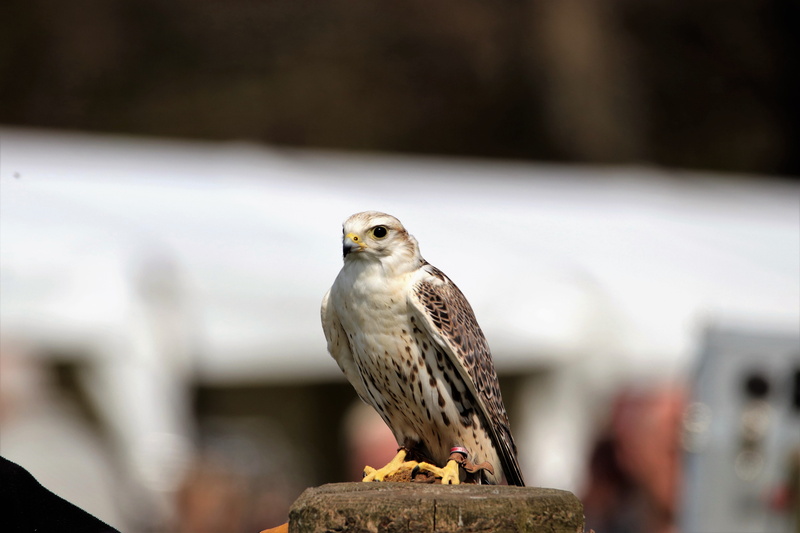 falcon, animal body part, hawk, raptor, animal themes, Bird, wing, predator, animals in the wild, hawk - bird, plumage, falconry, beak, focus on foreground