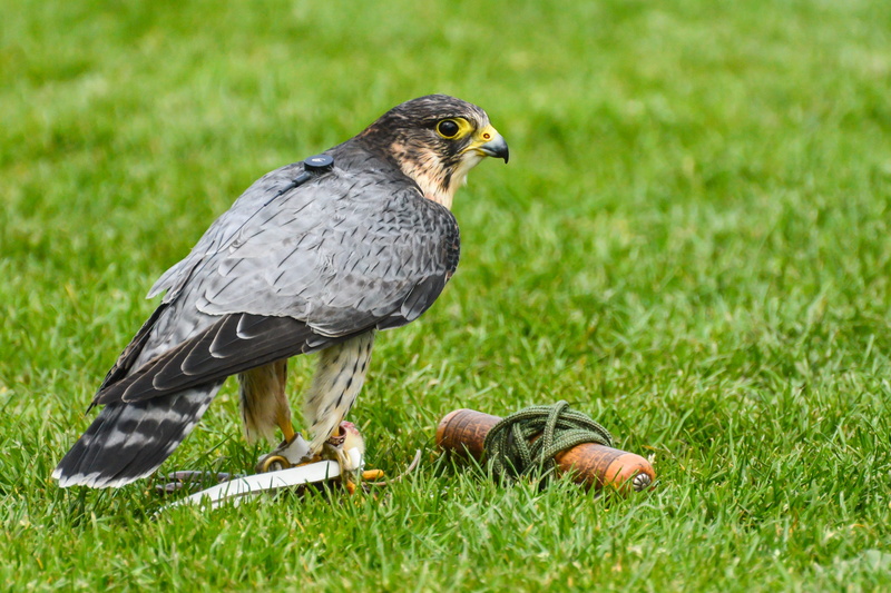 full length, grass, group of animals, nature, peregrine, animal wildlife, hunter, hunting, bird, natural, animal, vertebrate, eating, green color, field