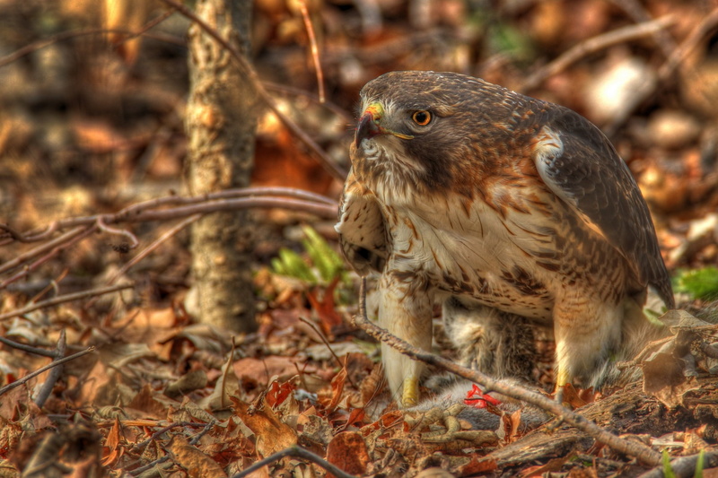 perching, hawk - Bird, animal themes, owl, falconry, bird, nature, brown, looking, no people, falcon - Bird, one Animal, bird Watching, eagle - Bird, hdr