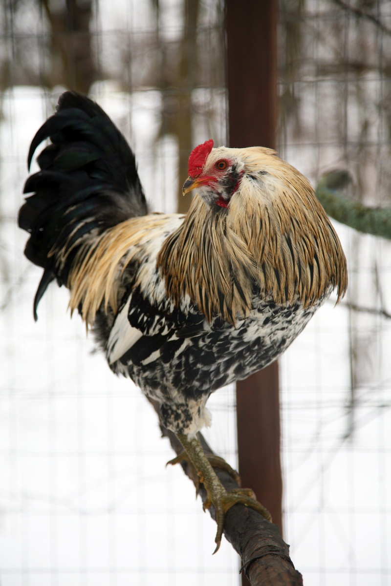 mammal, chicken, no people, outdoors, falconry, chicken - bird, male animal, nature, winter, white, livestock, perching, 4K, focus, wildlife, close-up