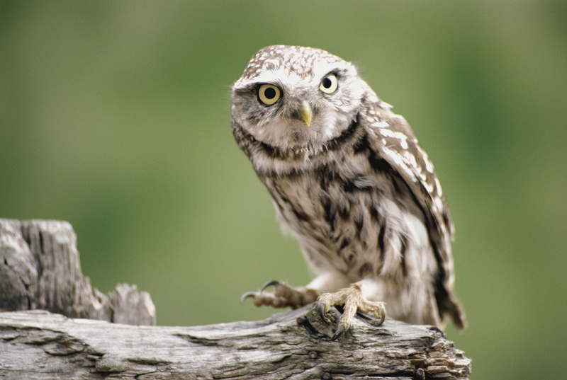 selective focus, beak, no People, perching, animal, vertebrate, predator, forest, close-up, focus on foreground, feather, eagle Owl, animal Eye, bird, bird of Prey