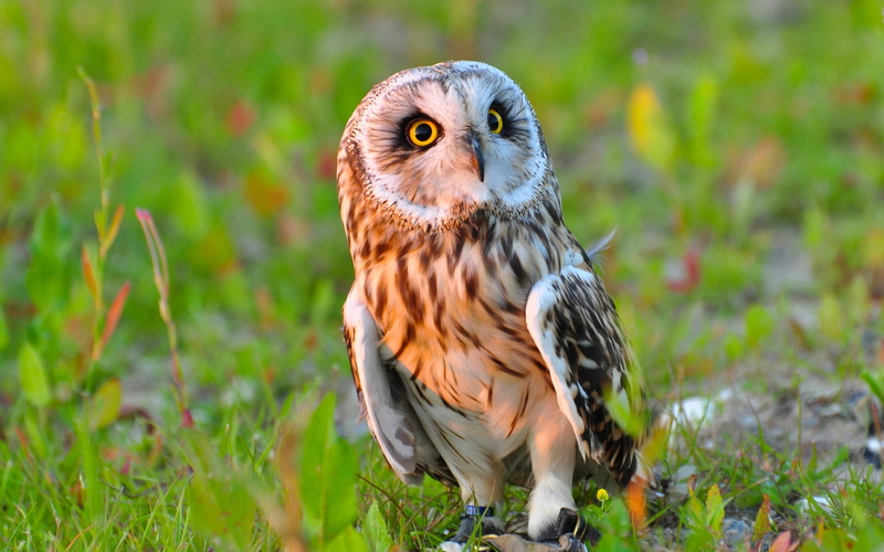 yellow, beak, 2K, bird, white, day, green color, carnivore, animals In The Wild, grass, animal Eye, forest, vertebrate, brown, looking at camera, portrait