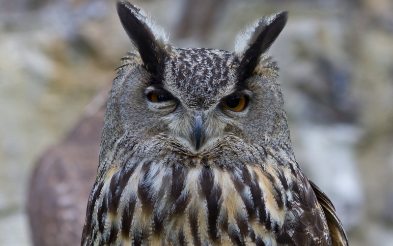 looking at camera, eyes, carnivore, brown, animals Hunting, animal, vertebrate, animal body part, animal wildlife, animals In The Wild, predator, black