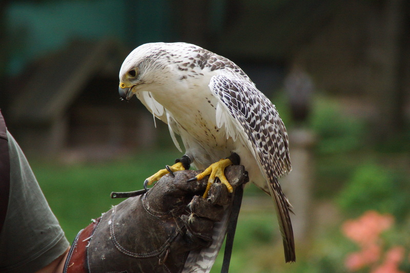 spring dress, falcon - bird, hawk - bird, animal, training, wildlife photography, nature, bill, perching, focus on foreground, Raptor, eagle, animal wildlife