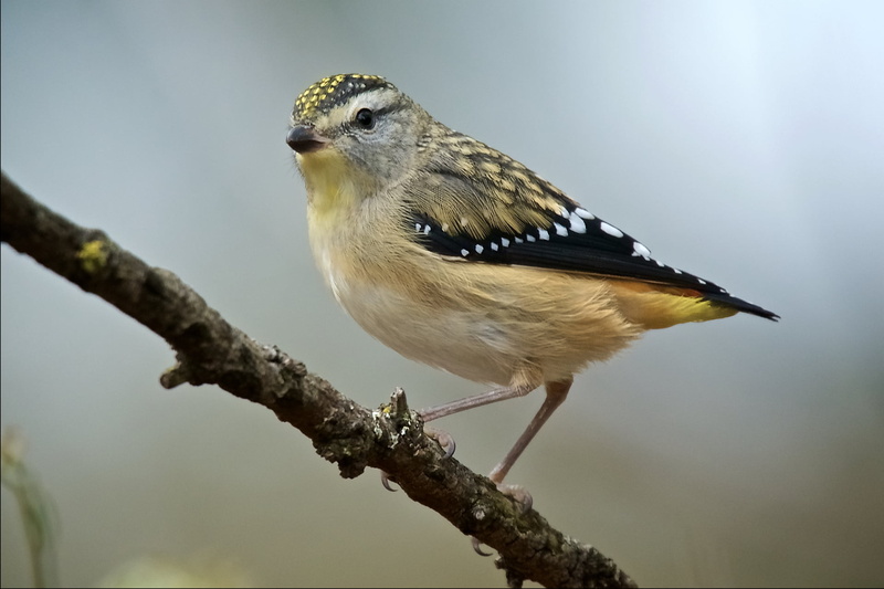 wildlife photography, short, You Yangs, 1080P, Spotted Pardalote, wildlife, bird, spotted, focus, Pardalotus punctatus, branch, Female, photography, selective