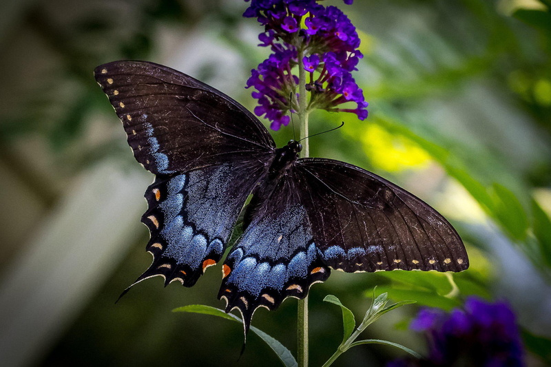 close, quality, macro, insects, butterfly, spicebush, 1080P, high, zoom, nature