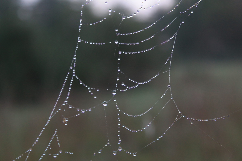 logan, pattern, united states, close-up, purity, web, nature, natural pattern, rainy season, complexity, water, hocking hills state park, wet, focus on foreground