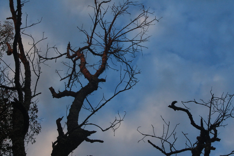 tree, no people, plant, dead plant, tranquility, logan, low angle view, growth, day, scenics - nature, bare tree, cloud - sky, 4K, sky, outdoors, hocking hills state park