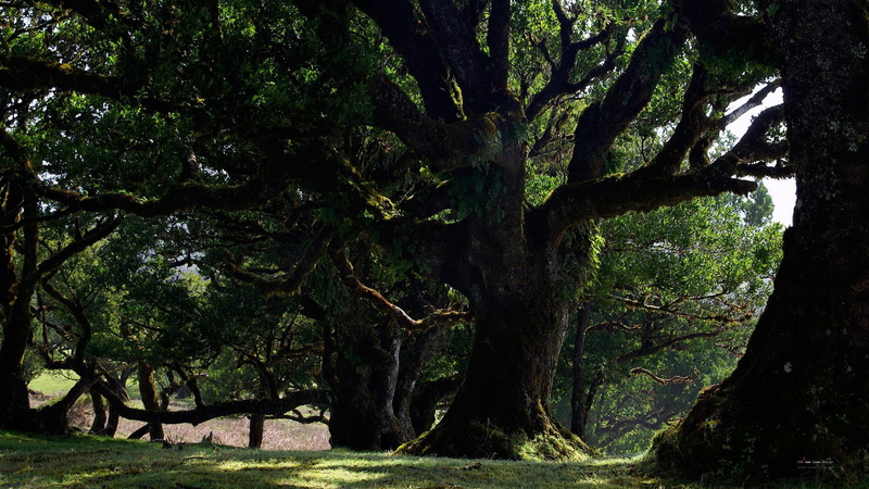 1080P, old forest, nature, forests, 3d and abstract, old, forest